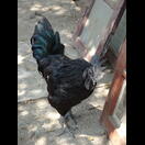 Ein ungewöhnlich gefärbter Hahn